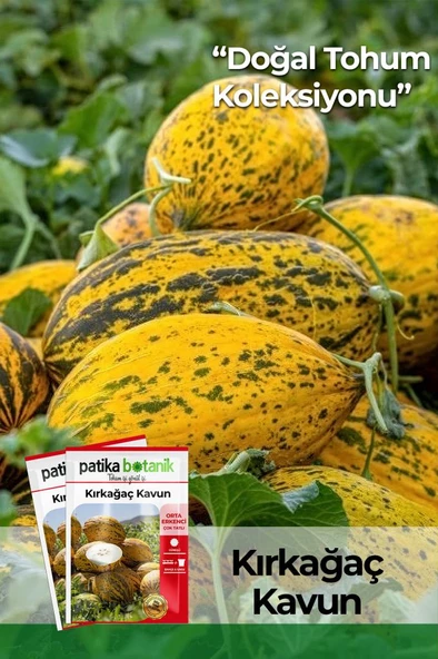 100 Adet Kırkağaç Kavun Tohumu
