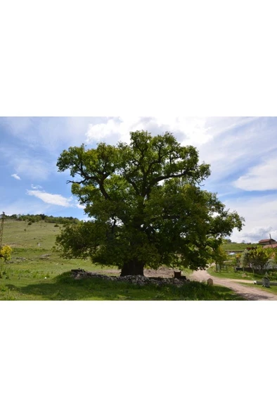 20 Adet Saplı Meşe (Quercus Robur) Ağaç Tohumu