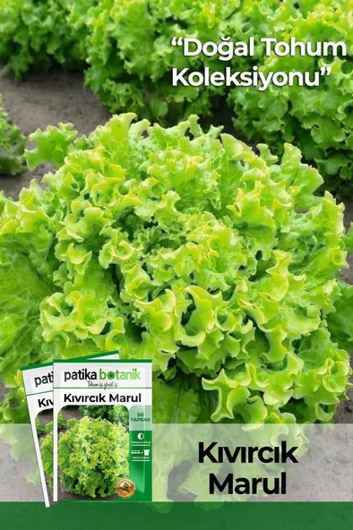 2.000 Adet Kıvırcık Marul Tohumu ürün görseli
