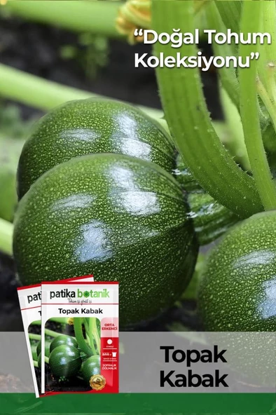 25 Adet Yerli Ata Topak Kabak Tohumu ürün görseli
