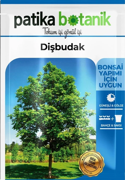 10 Adet Dişbudak Tohumu - Resim 2