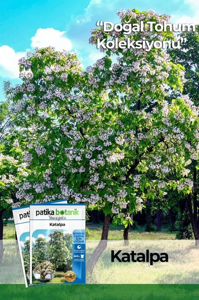10 Adet Katalpa Tohumu ürün görseli