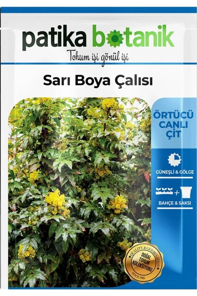 20 Adet Sarı Boya Çalısı Ağaç Tohumu - Resim 2