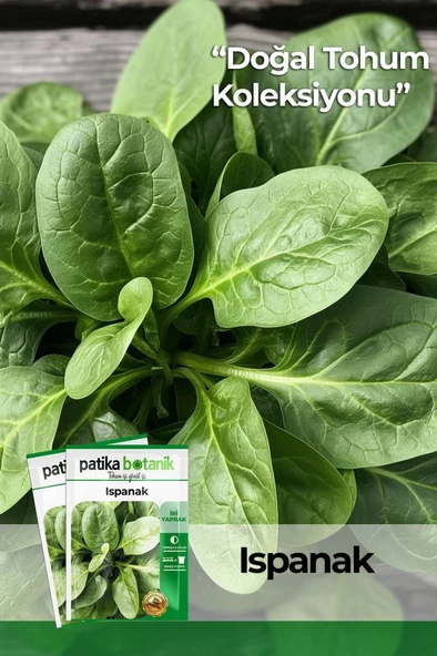 200 Adet Yerli Ata Ispanak Tohumu (Geniş Yaprak) ürün görseli