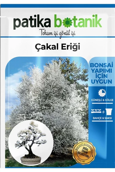 30 Adet Güvem Eriği Ağaç Tohumu - 2