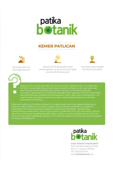 200 Adet Kemer Patlıcan Tohumu - 4