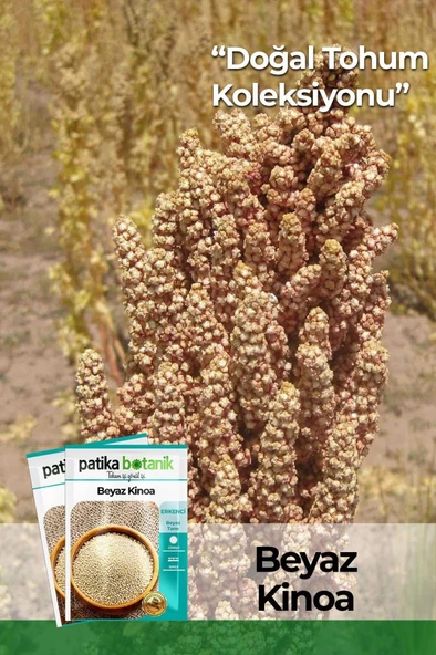 100 Adet Beyaz Kinoa Tohumu ürün görseli