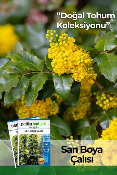 20 Adet Sarı Boya Çalısı Ağaç Tohumu ürün görseli