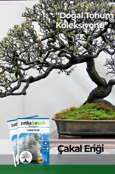 30 Adet Güvem Eriği Ağaç Tohumu