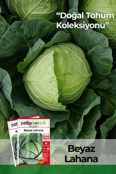200 Adet Yerli Ata Beyaz Lahana Tohumu (Yalova) - 1