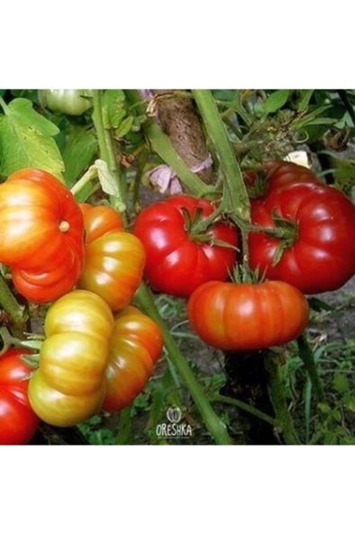 250 Adet Yerli Köy Tipi Domates Tohumu - Resim 2
