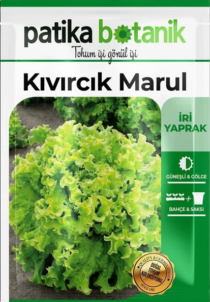 2.000 Adet Kıvırcık Marul Tohumu - Resim 2