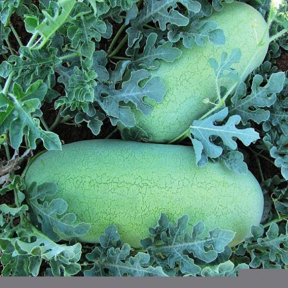 NADİR BULUNAN DOĞAL CHARLESTON GRAY KARPUZ 20 ADET TOHUM