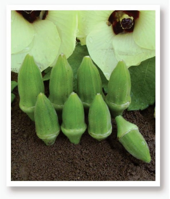 ATA TOHUMU YERLİ KÜÇÜK BAMYA 100 ADET TOHUM