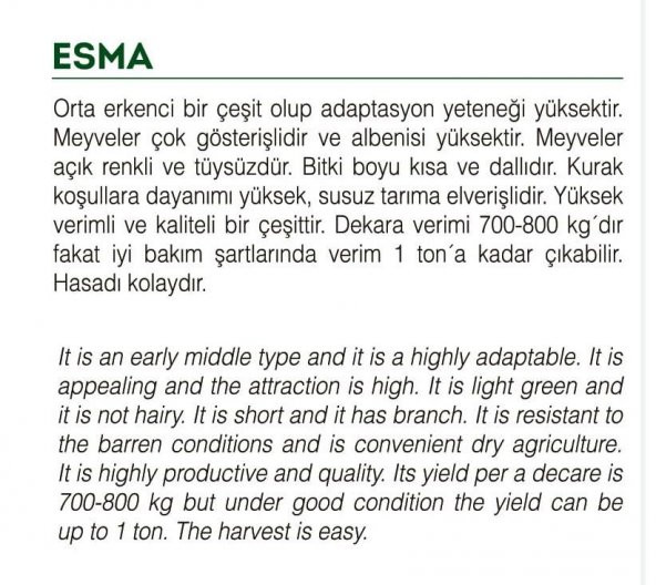 ATA TOHUMU YERLİ KÜÇÜK BAMYA 100 ADET TOHUM - 2