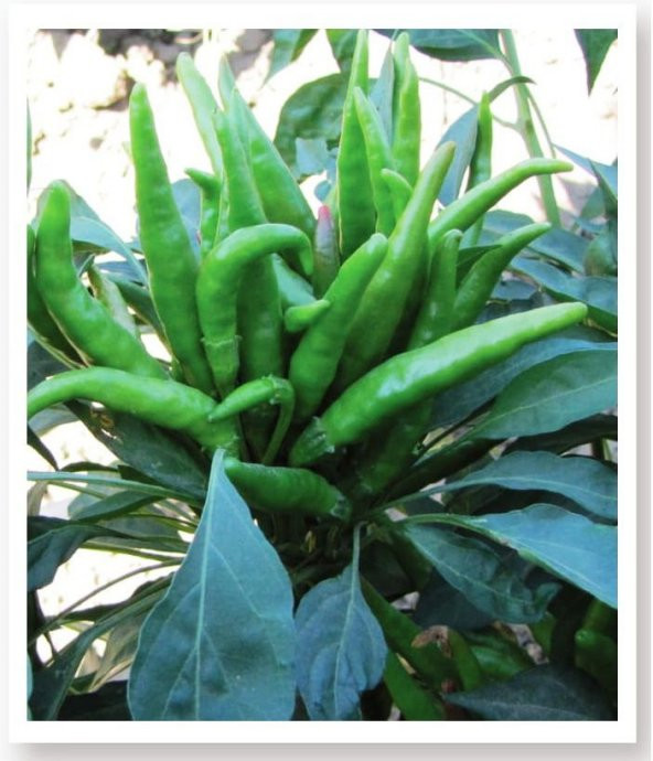 ATA TOHUMU YERLİ SÜS BİBERİ 1000 ADET TOHUM ürün görseli 1