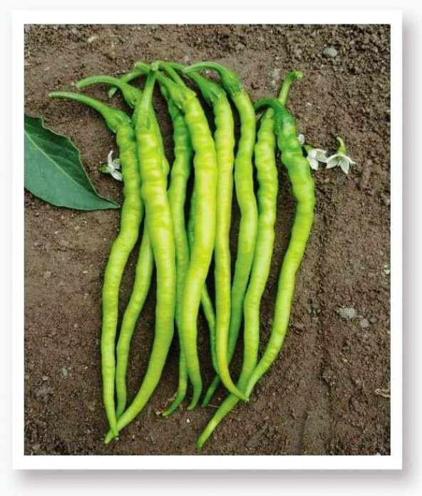 ATA TOHUMU YERLİ SİVRİ BİBER ACI KIL 1000 ADET TOHUM ürün görseli 1