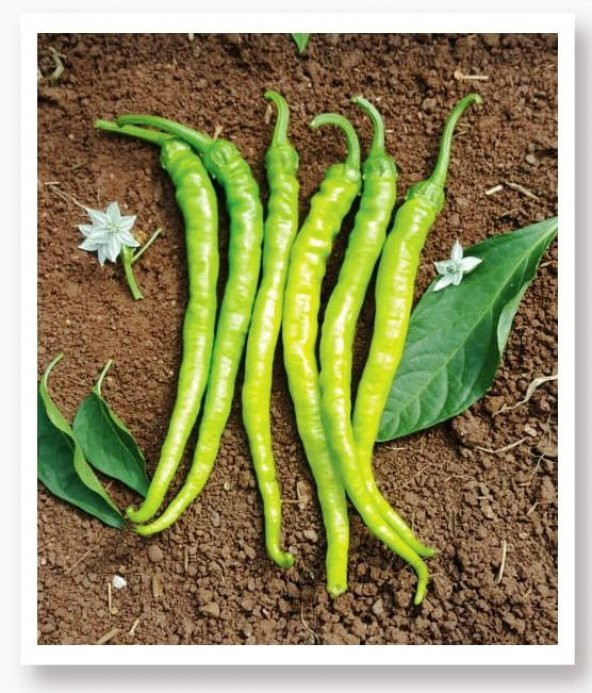 ATA TOHUMU YÖRESEL SİVRİ BİBER ACI ILICA 1000 ADET TOHUM ürün görseli 1