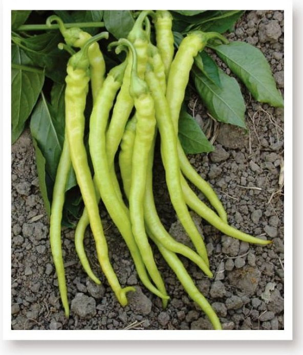 ATA TOHUMU SİVRİ BİBER YALOVA ÇORBACI 1000 ADET TOHUM ürün görseli 1