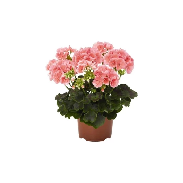 Açık Pembe Sardunya Çiçeği Fidesi 10-20 cm