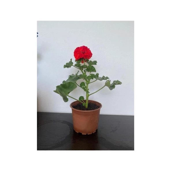 Kırmızı Sardunya Çiçeği Fidesi 10-20 cm