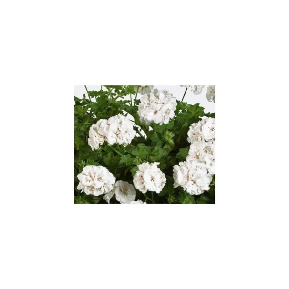 Duru Beyaz Sardunya Çiçeği Fidesi 10-20 cm - Resim 2