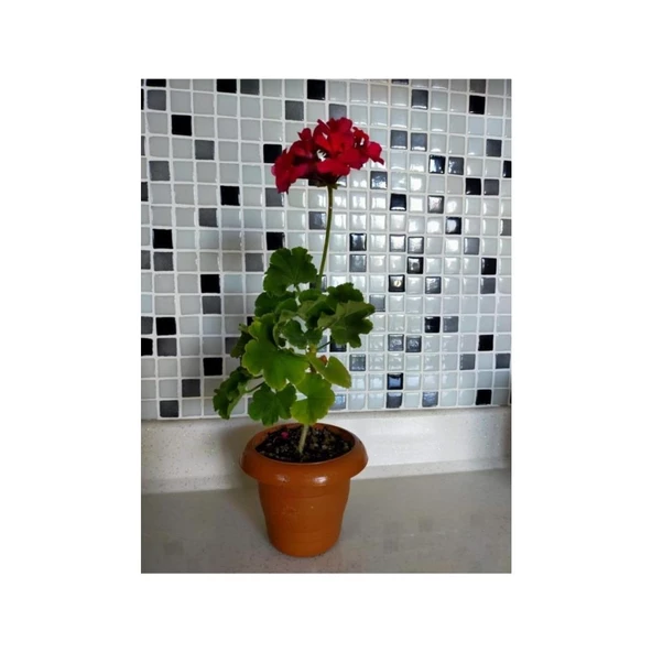 Sardunya Çiçeği Fidesi (Fuşya) 10-20 cm - 2