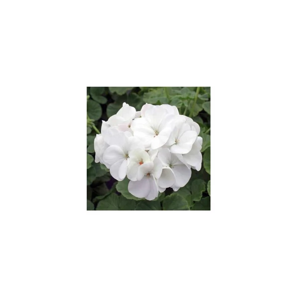 Kuğu Beyaz Sardunya Çiçeği Fidesi 10-20 cm - Resim 2