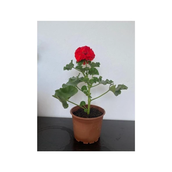 Kırmızı Sardunya Çiçeği Fidesi 10-20 cm - Resim 2