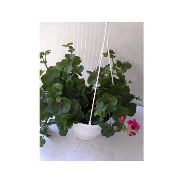 Çingene Pembesi Sakız Sardunya Fidesi 10-20 cm - Resim 3