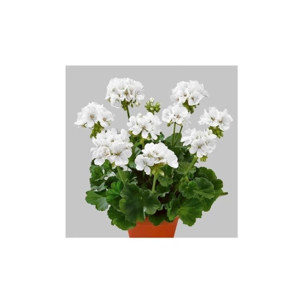 Duru Beyaz Sardunya Çiçeği Fidesi 10-20 cm ürün görseli