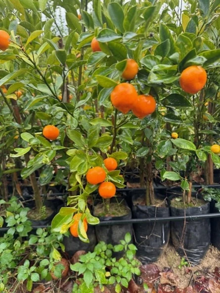 ÇOK VERİMLİ 3 YAŞ TÜPLÜ FUKUSHİ (Mandalina) KAMKAT YAŞ 3 BOY 120-150 CM - 2