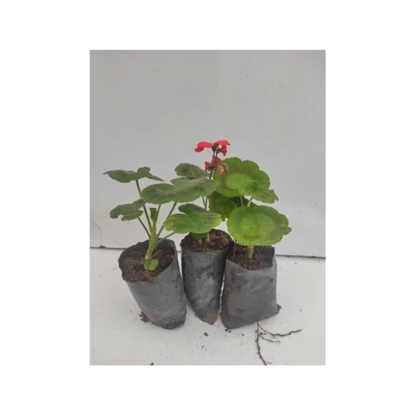 Sardunya Çiçeği Fidesi 10-20 cm 3 Adet - Resim 2