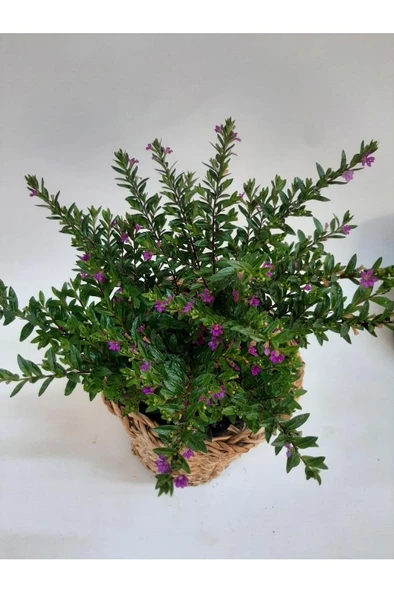 Küfeya Çiçeği Fidanı Mor 10-20 cm - Resim 3