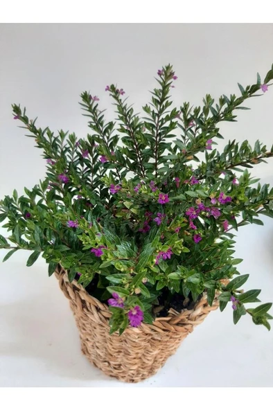 Küfeya Çiçeği Fidanı Mor 10-20 cm - Resim 2