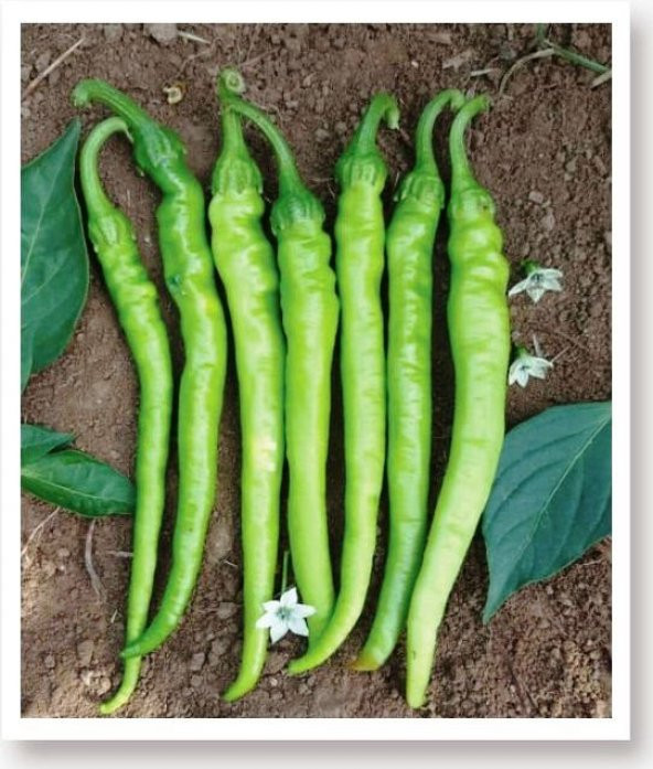 ATA TOHUMU TATLI SİVRİ ÇETİNEL BİBER 1000 ADET TOHUM