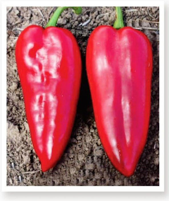 ATA TOHUMU YÖRESEL YAĞLIK TATLI BİBER 1000 ADET TOHUM ürün görseli 1