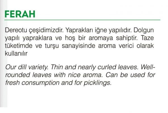 ATA TOHUMU YERLİ DEREOTU FERAH 1000 ADET TOHUM - 2