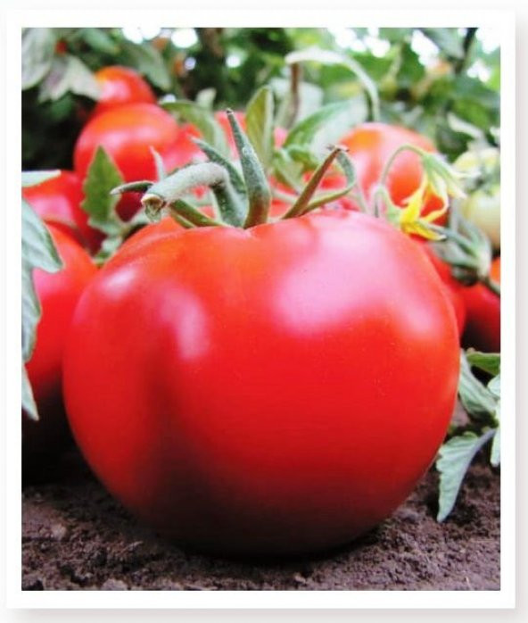 ATA TOHUMU YERLİ SOFRALIK DOMATES 1000 ADET TOHUM