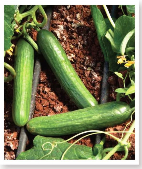 ATA TOHUMU ARANAN REYHA YERLİ HIYAR TOHUMU 100 ADET