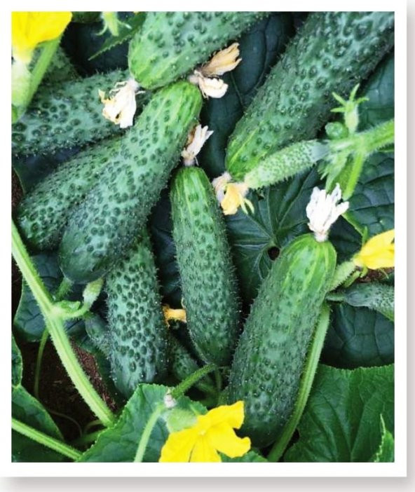 MİTOFARM ASİL F1 HYBRİT KORNİŞON HIYAR TOHUMU 100 ADET