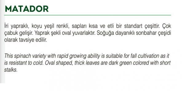 ATA TOHUMU YERLİ ISPANAK TOHUMU 500 ADET TOHUM - 2