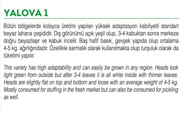 YERLİ YALOVA LAHANASI BEYAZ LAHANA 1000 ADET TOHUM - 2