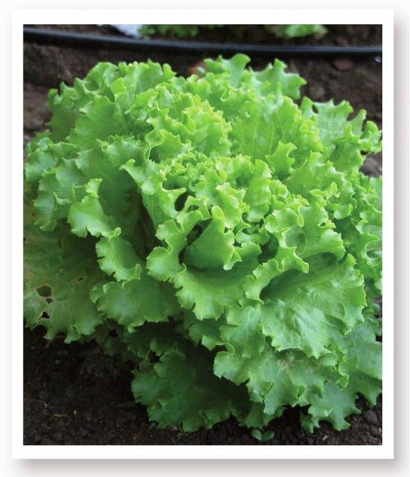 ATA TOHUMU YERLİ MARUL ARAPSAÇI 1000 TOHUM