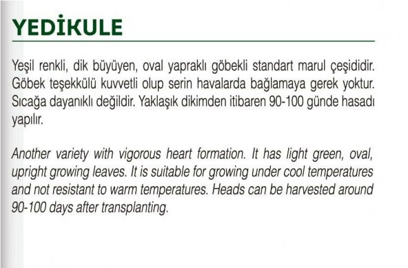 ATA TOHUMU MARUL YEDIKULE 1000 ADET TOHUM - 2