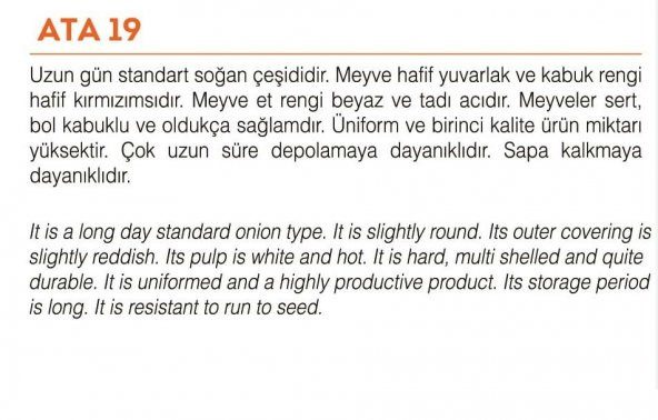 YERLİ DOĞAL MOR SOĞAN ATA 200 ADET TOHUM - 2