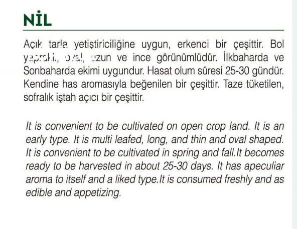 ATA TOHUMU YERLİ İNCE TERE 1000 ADET TOHUM - 2