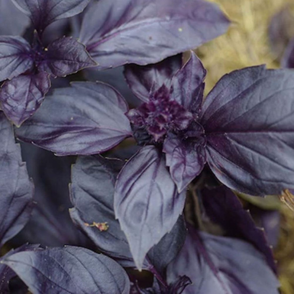 ATA TOHUMU YERLİ REYHAN TURAN 1000 ADET TOHUM