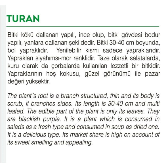 ATA TOHUMU YERLİ REYHAN TURAN 1000 ADET TOHUM - 2