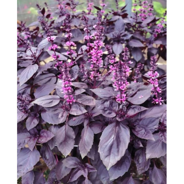 ATA TOHUMU YERLİ REYHAN TURAN 1000 ADET TOHUM - 3